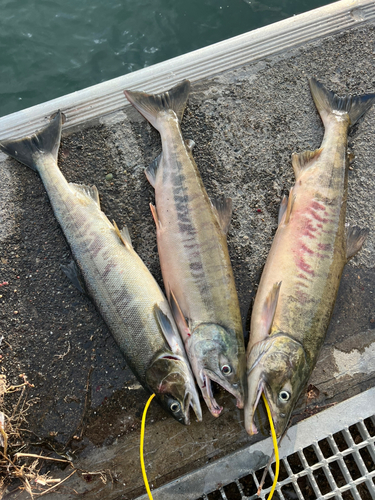 アキアジの釣果