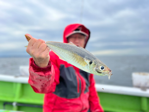 マアジの釣果