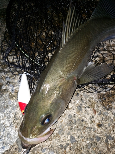 シーバスの釣果