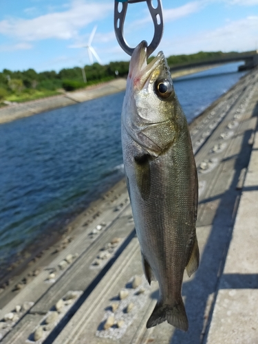 セイゴ（マルスズキ）の釣果