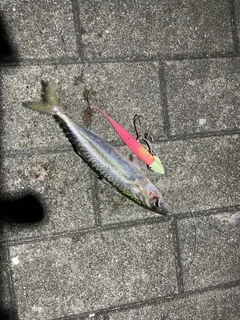 マサバの釣果