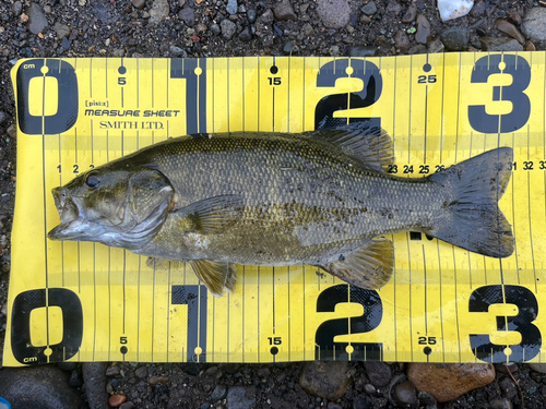 スモールマウスバスの釣果