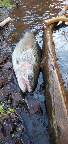 ニジマスの釣果