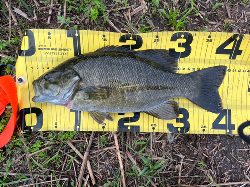 スモールマウスバスの釣果