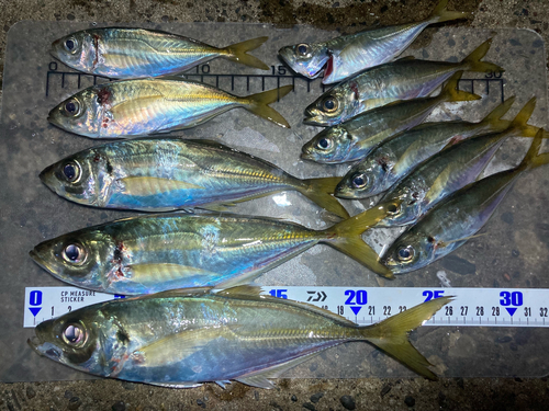 アジの釣果