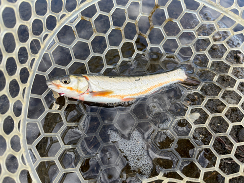 ウグイの釣果