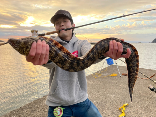 ウツボの釣果