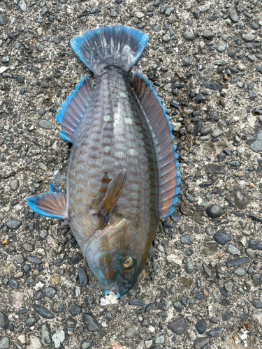 アオブダイの釣果