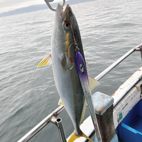 ハマチの釣果