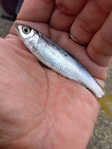 オイカワの釣果