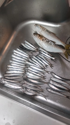 カタクチイワシの釣果