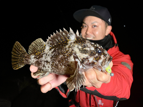 オウゴンムラソイの釣果