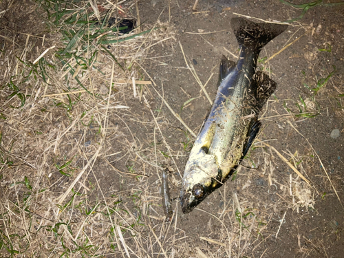 セイゴ（マルスズキ）の釣果