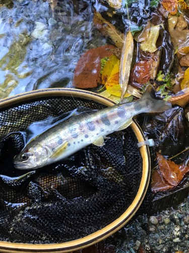 ヤマメの釣果