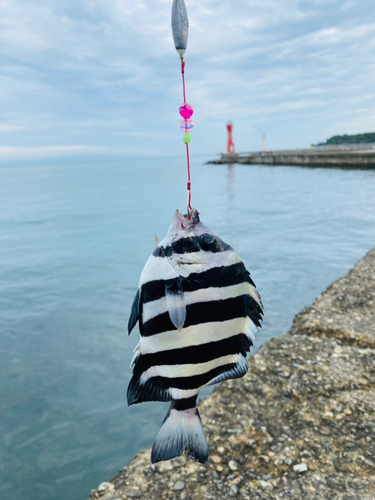 サンバソウの釣果