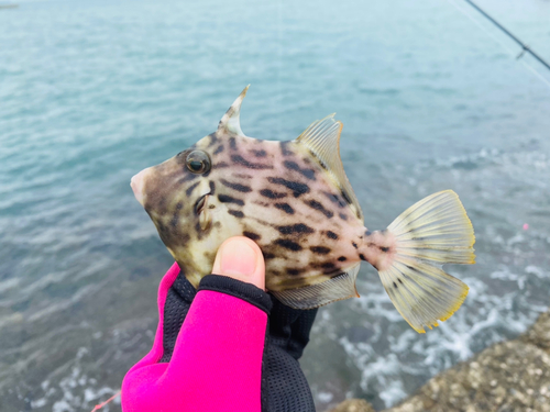 カワハギの釣果