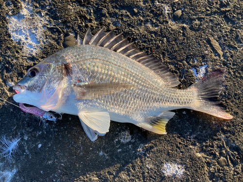 キビレの釣果