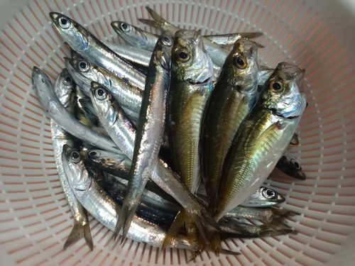 アジの釣果