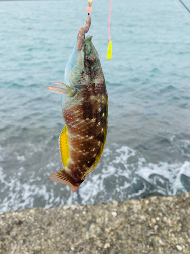 ホシササノハベラの釣果