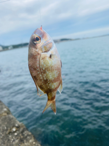 チャリコの釣果