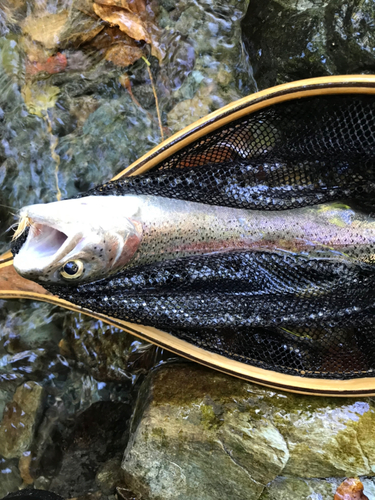 ニジマスの釣果