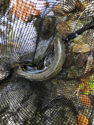 イワナの釣果