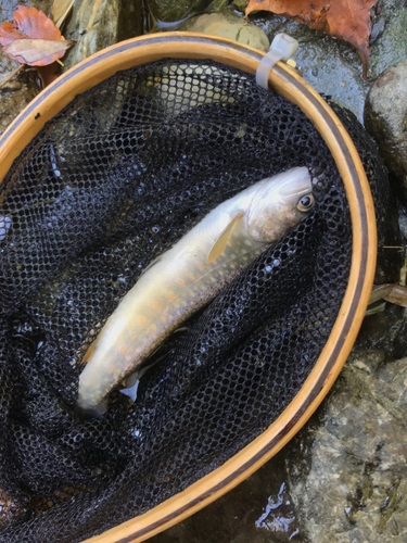 イワナの釣果