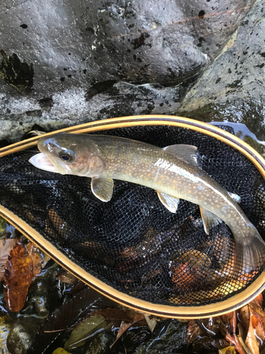 イワナの釣果