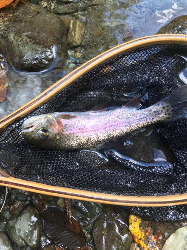 ニジマスの釣果