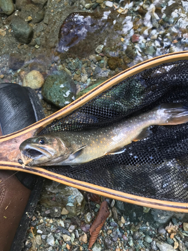 イワナの釣果