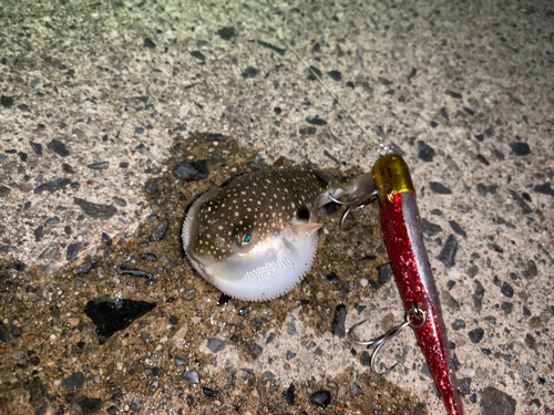 フグの釣果