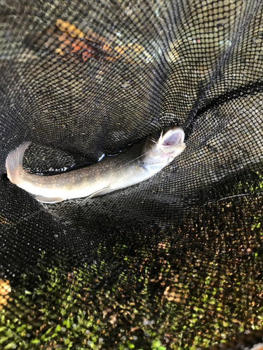 イワナの釣果