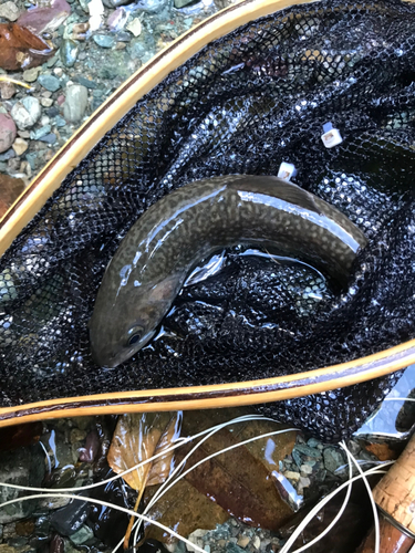 イワナの釣果