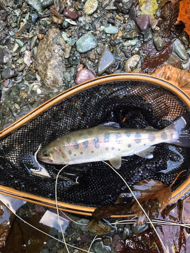 ヤマメの釣果