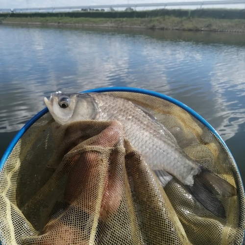 ヘラブナの釣果