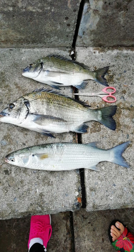 ミナミクロダイの釣果