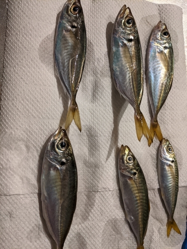 アジの釣果