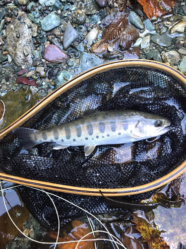 ヤマメの釣果