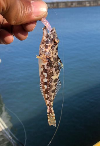 アナハゼの釣果