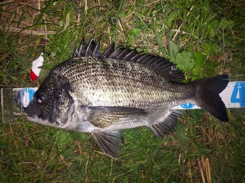 クロダイの釣果