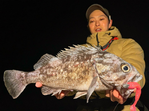 クロソイの釣果