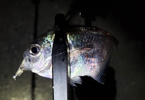 ミナミハタンポの釣果