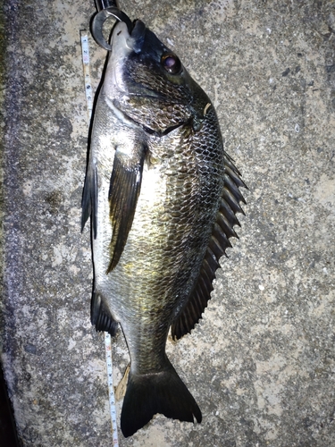 チヌの釣果