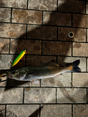 シーバスの釣果