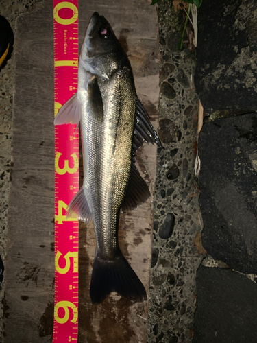 シーバスの釣果