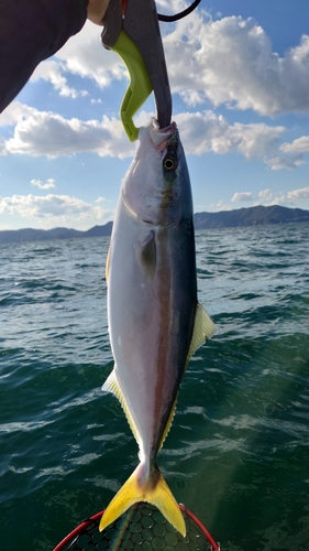 ヤズの釣果