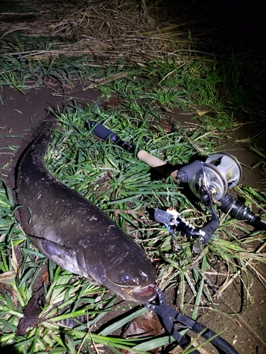 ナマズの釣果