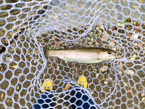 ニジマスの釣果