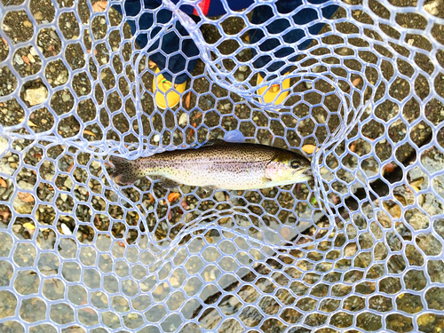 ニジマスの釣果