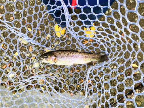 ニジマスの釣果